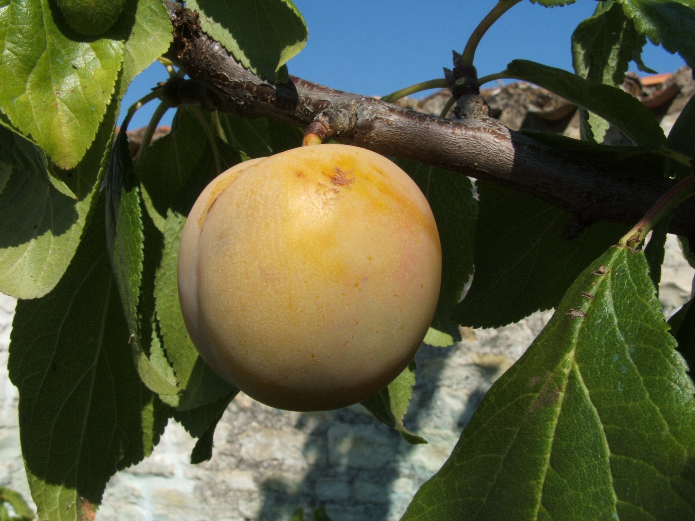 Reine Claude Royal  Ferenbach (4).JPG