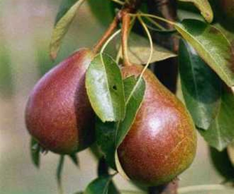 louise bonne d'av.jpg