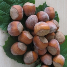 merveille de Bolwiller.jpg